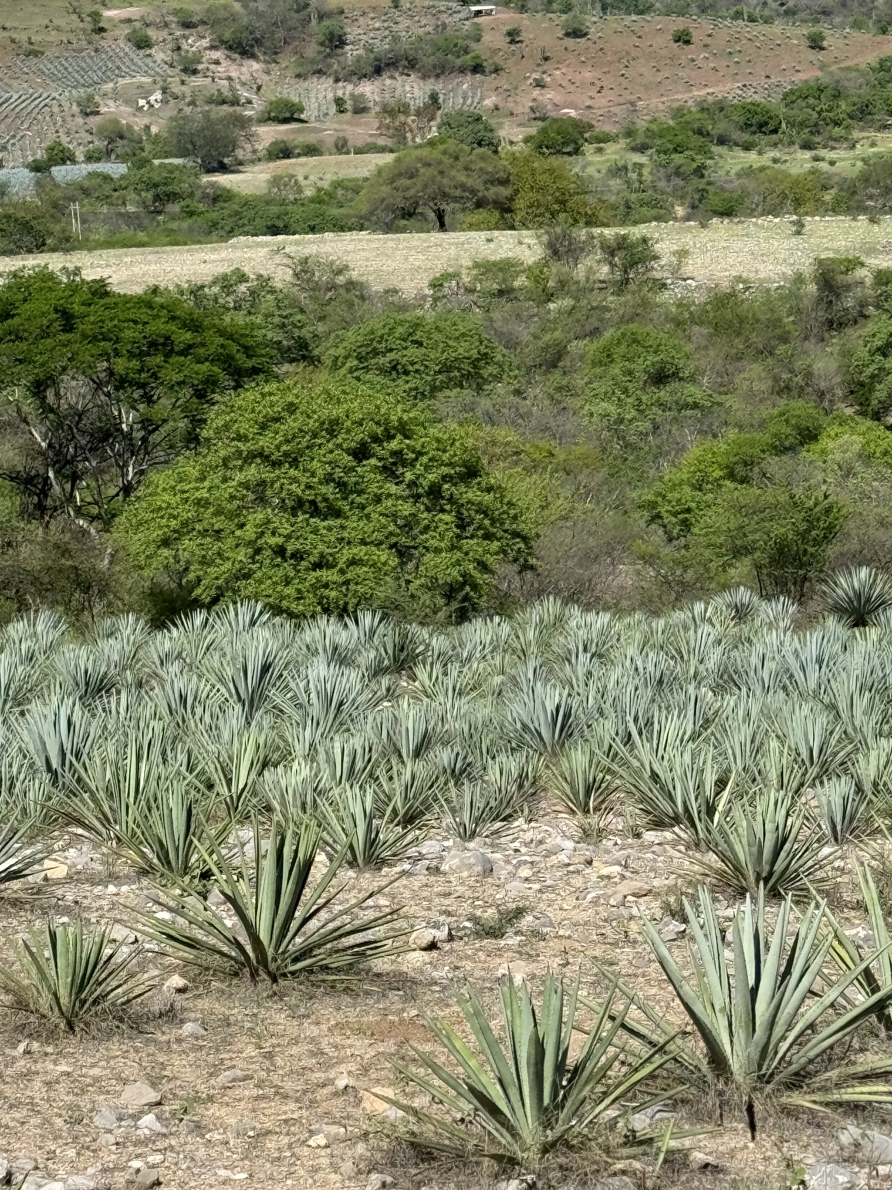 Maguey fields cascading down the hillside, Guerrero