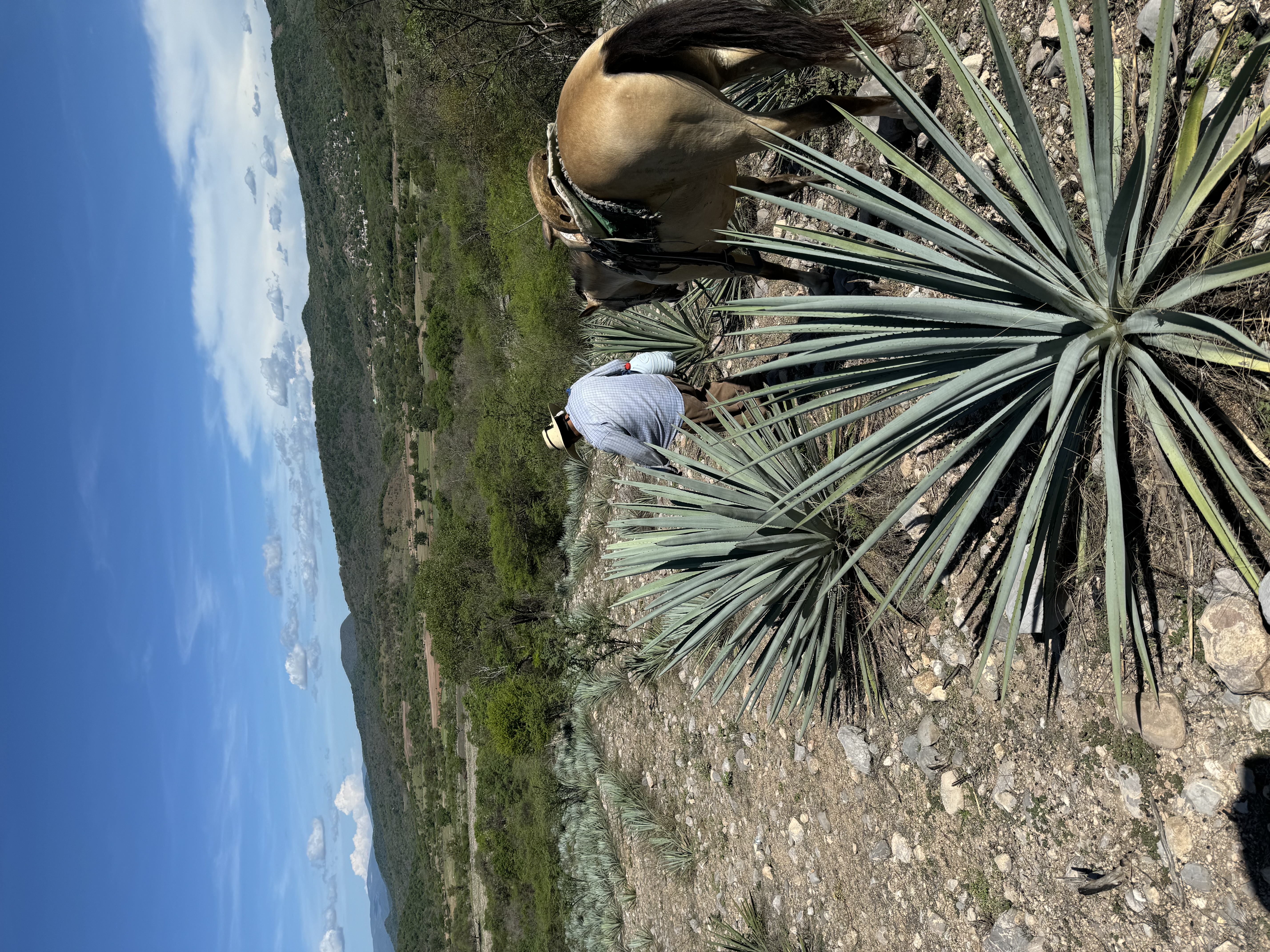 Maguey spine detail