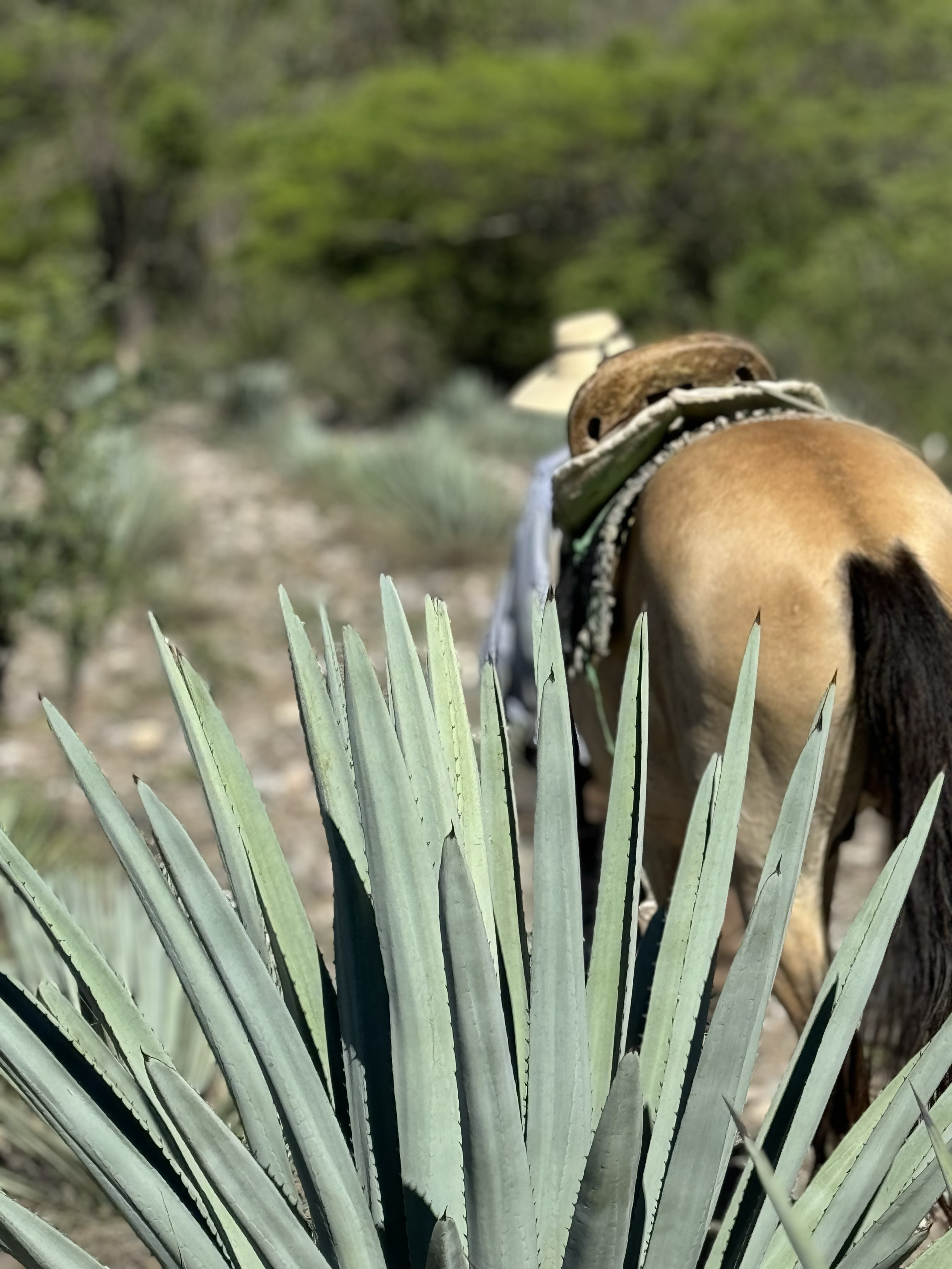 SELF-HECHO Maguey Symbol