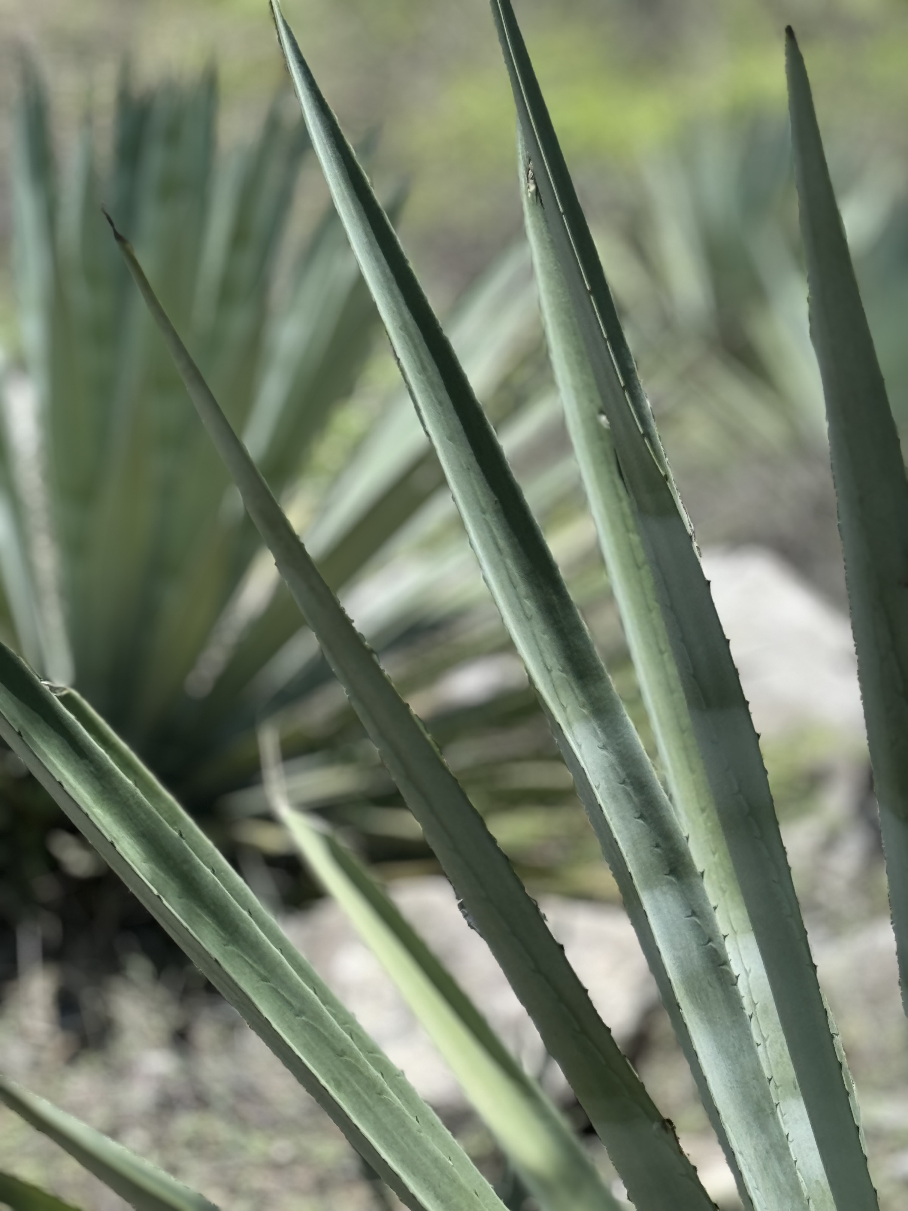 Campesino tending maguey in Guerrero